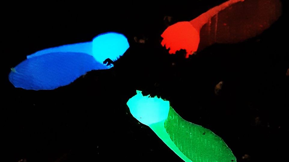 Blau, grün und rot fluoriszierende künstliche Ahornsamen