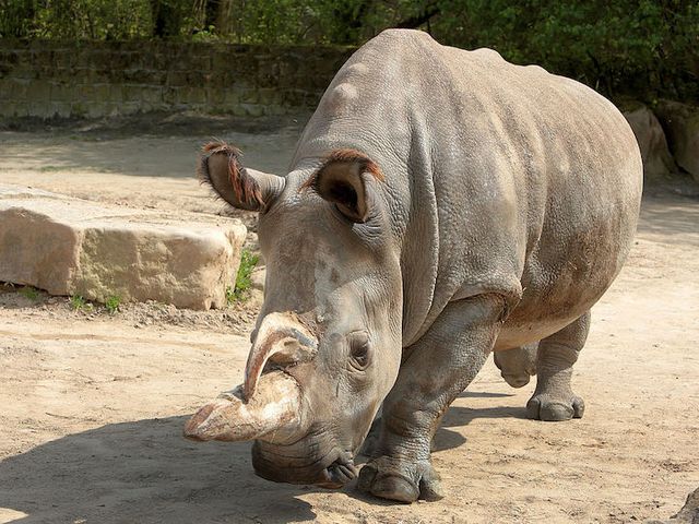 Breitmaulnashorn im Safari Park Dvůr Králové