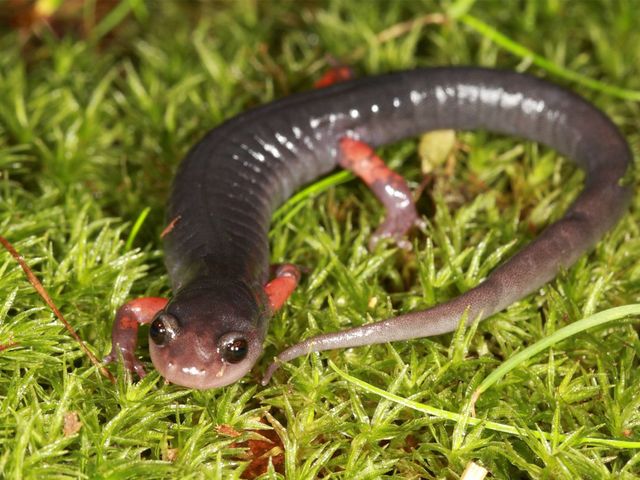 Salamander auf grünem Moos