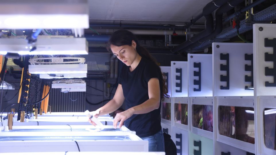 Doktorandin Alba Yamuza-Magdaleno bei der Wasserprobenahme aus benthischen Inkubationskammern, um Kohlenstoffstoffwechsel und die Produktion von gelöstem organischem Kohlenstoff zu messen. Frau steht im Labor vor hell erleuchteten Becken