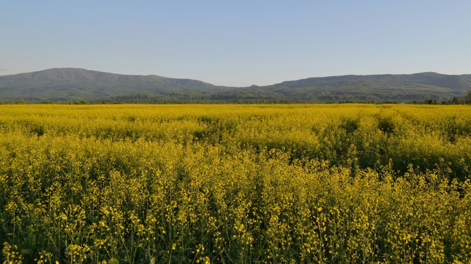 Blühendes Rapsfeld