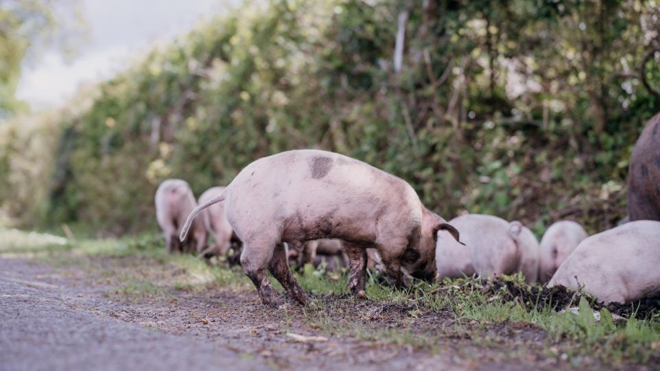 Freilaufende Hausschwein-Ferkel