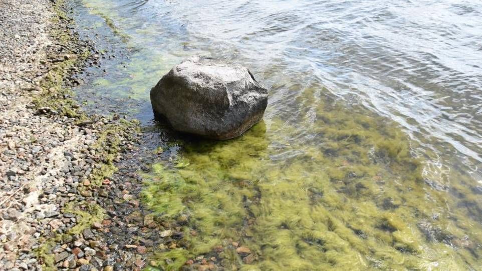 Fadenalgenteppich am Ufer eines Sees