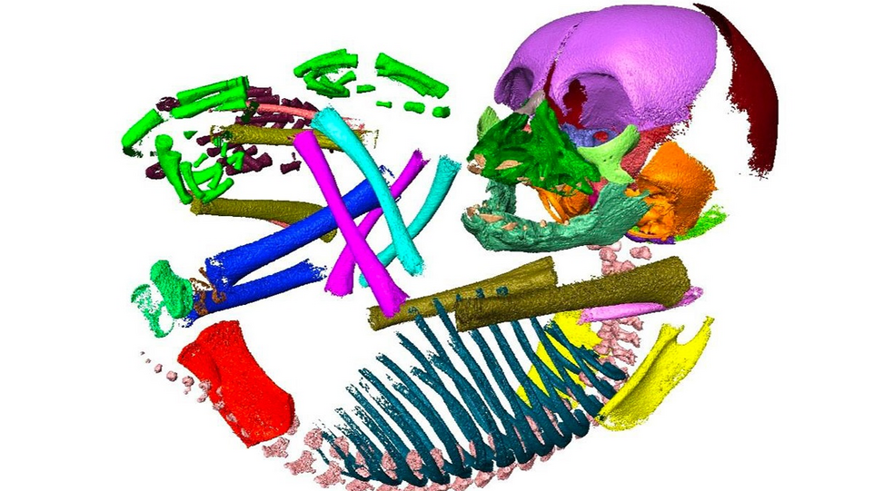 Bunt eingefärbter CT-Scan eines embryonalen Schimpansen