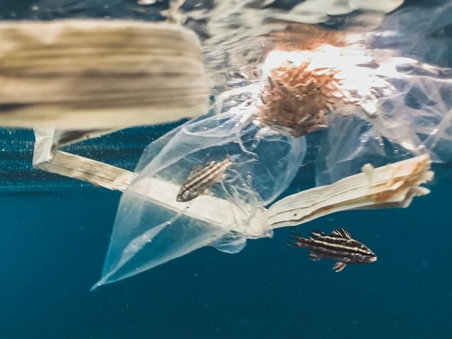 Fische und Müll