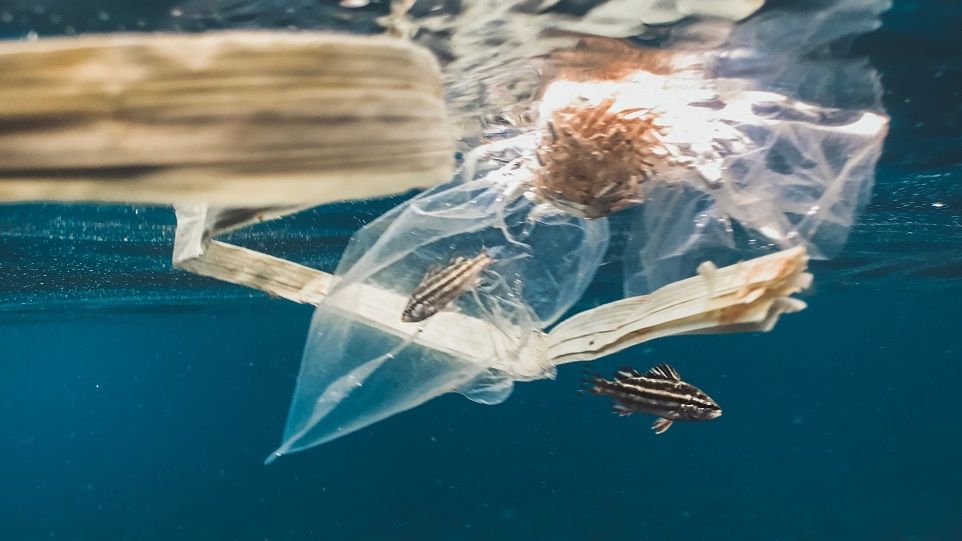 Fische und Müll