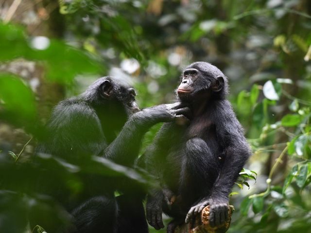 Bonobos bei der Fellpflege