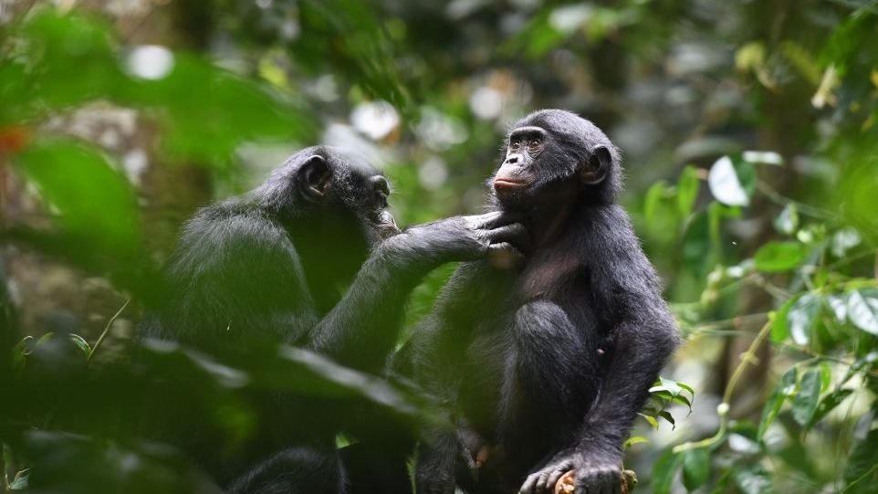 Ein erwachsenes Bonobo-Weibchen aus der Kokolopori-Population bei der Fellpflege eines jungen Männchens aus einer benachbarten Gruppe. Bonobos bei der Fellpflege