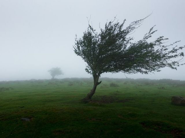[Translate to english:] Windgepeitschter Baum auf Wiese