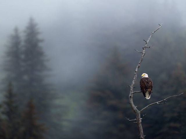 Weißkopfseeadler auf einem kahlen Ast, im Hintergrund Nebel und Tannen