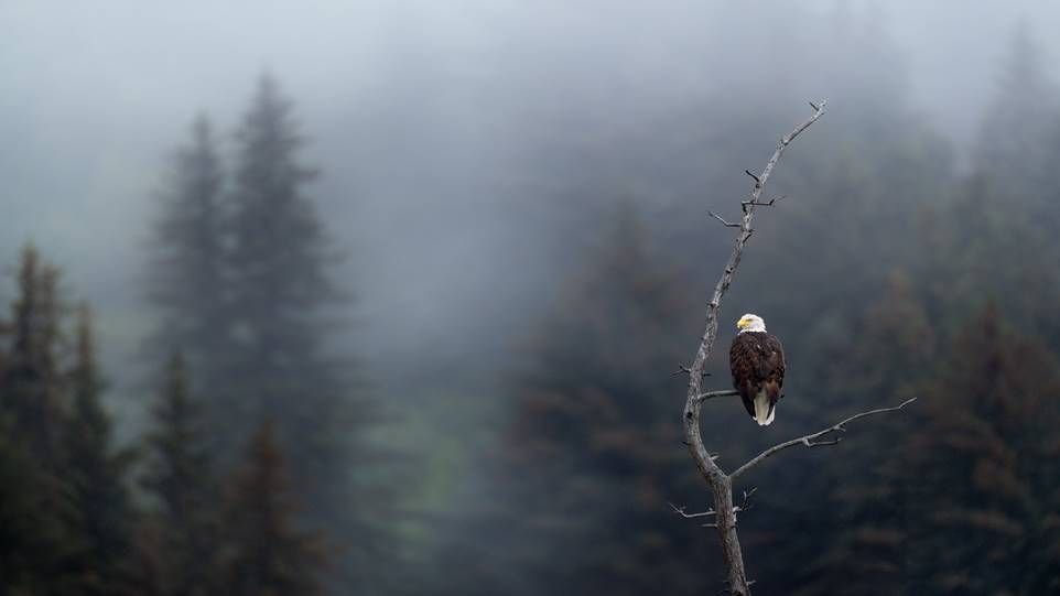 Weißkopfseeadler auf einem kahlen Ast, im Hintergrund Nebel und Tannen