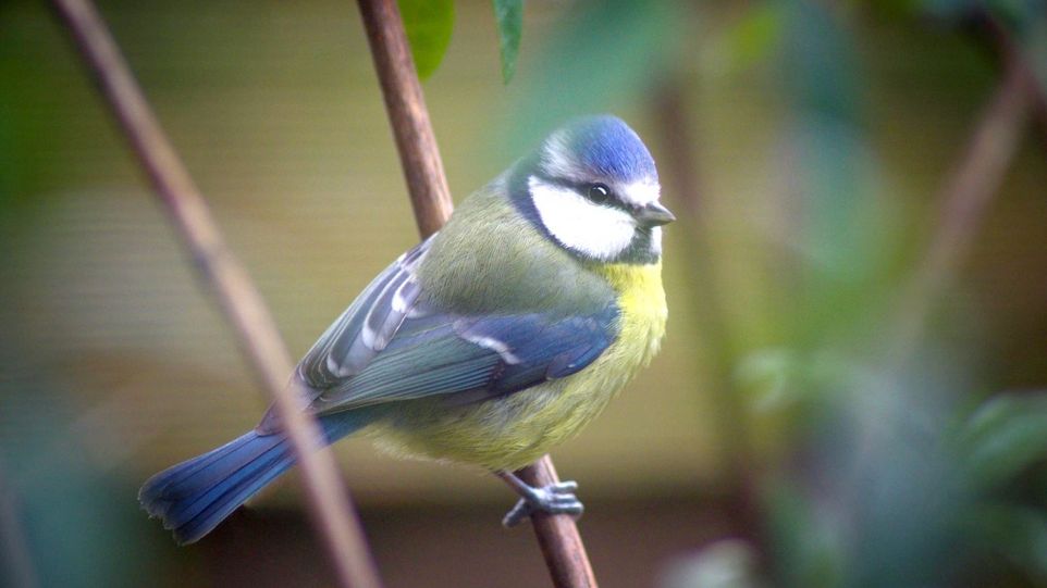 The picture shows a Eurasian blue tit.