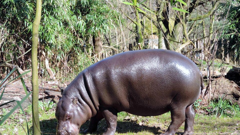 Zwergflusspferd in grüner Umgebung