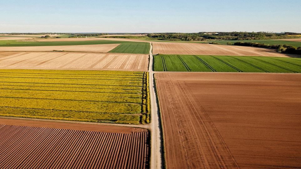 Verschiedene Felder mit mittigem Feldweg