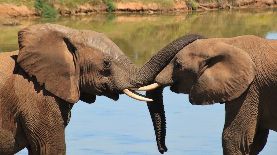 Zwei Elefanten, die sich mit ihren Rüsseln berühren