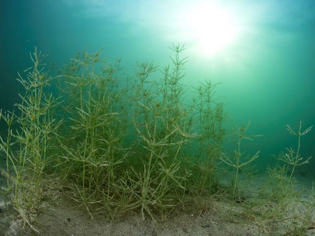 Unterwasseraufnahme von Wasserpflanzen in einem lichtdurchfluteten See