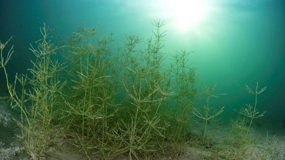 Unterwasseraufnahme von Wasserpflanzen in einem lichtdurchfluteten See