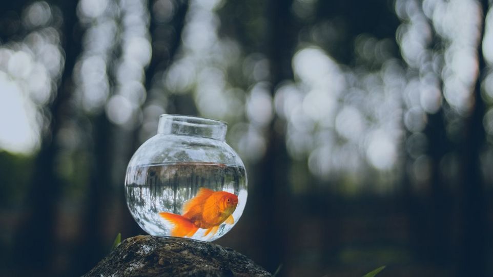 Goldfisch im Glas auf einem Stein im Wald