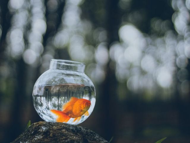 Goldfisch im Glas auf einem Stein im Wald