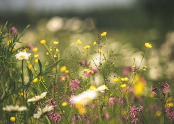 Blumenwiese