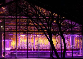 The picture shows a greenhouse with glaring lights.