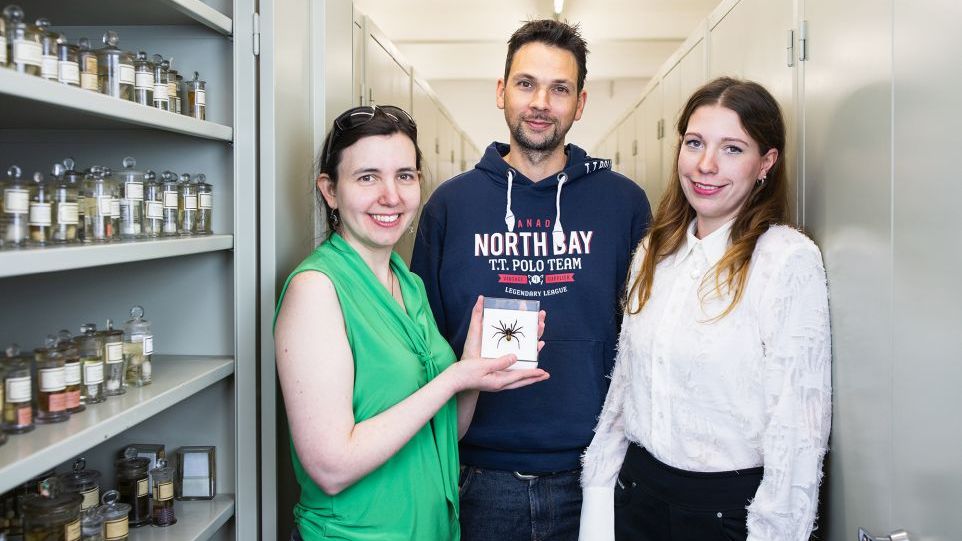 In der Hamburger Spinnensammlung des LIB sind mehrere hundert Präparate der Trichternetz-Spinne hinterlegt, hier mit (v.l.) Dr. Stephanie Loria (LIB), Dr. Danilo Harms (LIB), Svea-Celina Frank (UHH). Zwei Forscherinnen und ein Forscher mit Modell-Spinne in den Sammlungsräumen des LIB
