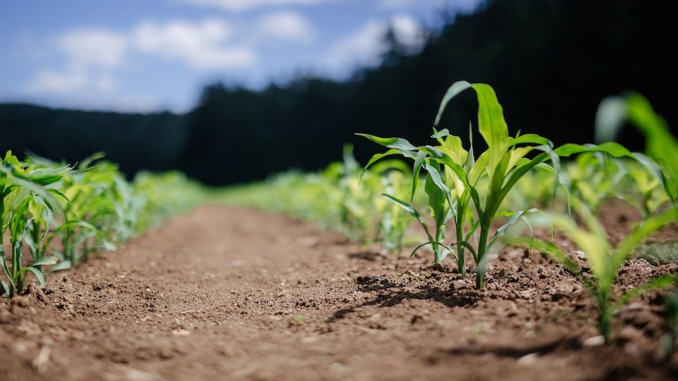 Row of young maize plants on fresh field
