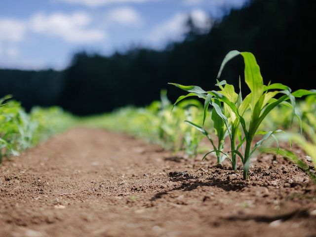 Row of young maize plants on fresh field