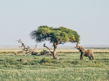 Bild von einem Elefant Bild von einem Elefant