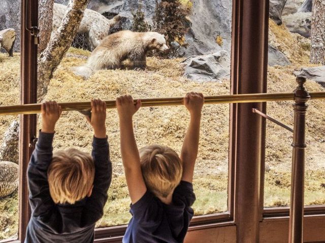 Zwei kleine Jungen vor einem Schaukasten mit präparierten Tieren