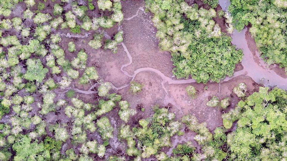 Luftbild eines Mangrovenwaldes im Utría-Nationalpark an der kolumbianischen Pazifikküste Luftbild von Mangroven