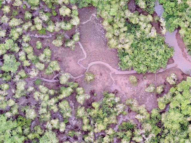 Luftbild von Mangroven
