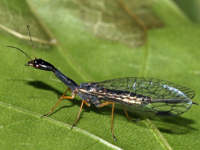Die Schwarzhalsige Kamelhalsfliege Venustoraphidia nigricollis