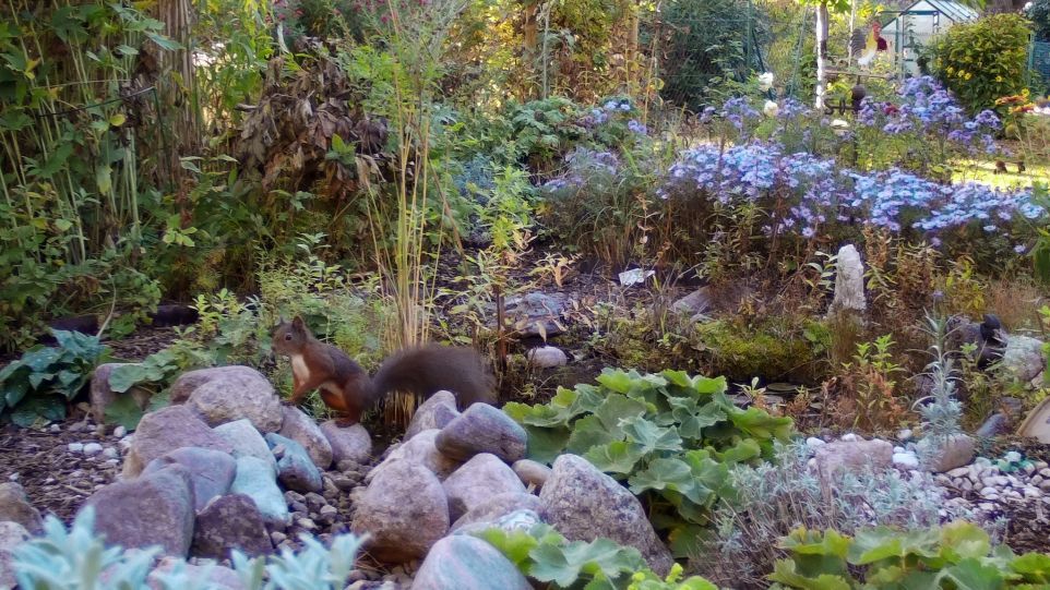 Eichhörnchen in einem Garten