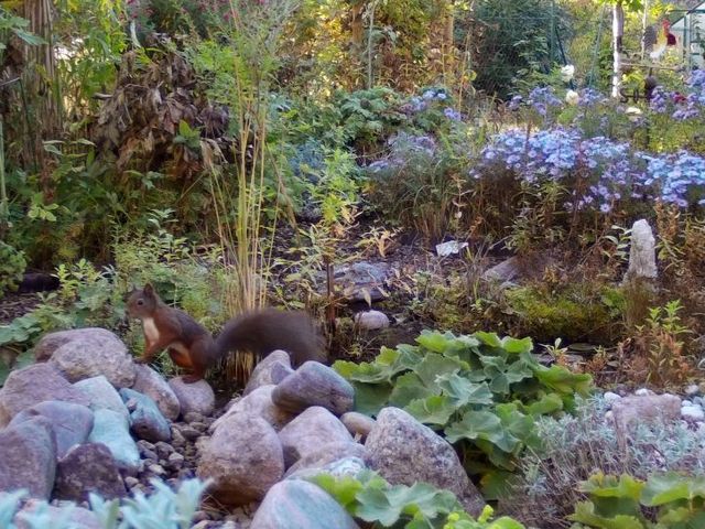 Eichhörnchen in einem Garten
