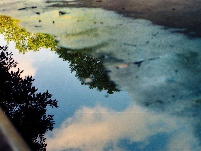 Bäume spiegeln sich in Pfütze