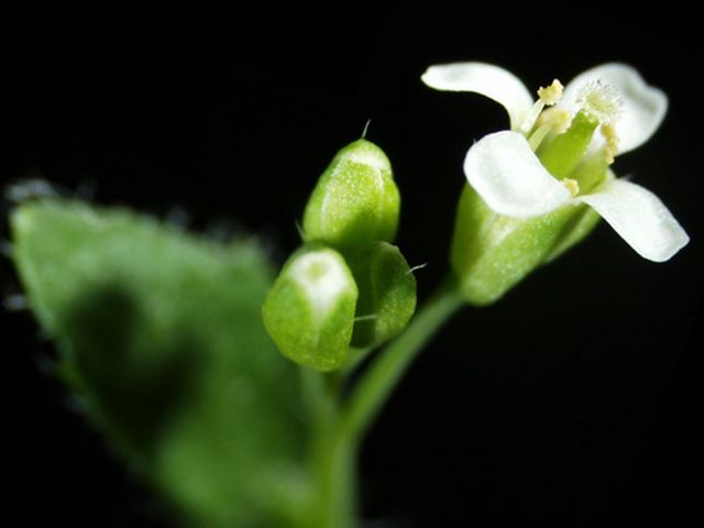 Modellpflanze Arabidopsis thaliana 