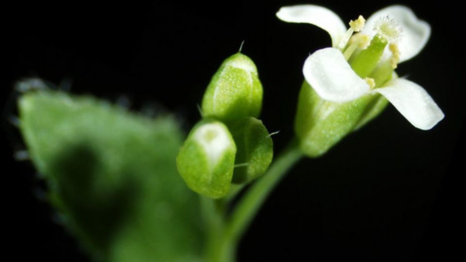 Modellpflanze Arabidopsis thaliana Modellpflanze Arabidopsis thaliana