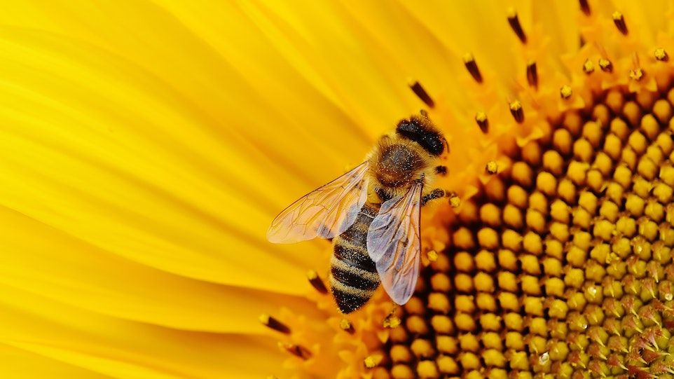 Honigbiene auf einer Sonnenblumenblüte