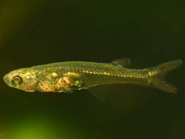 Green fish