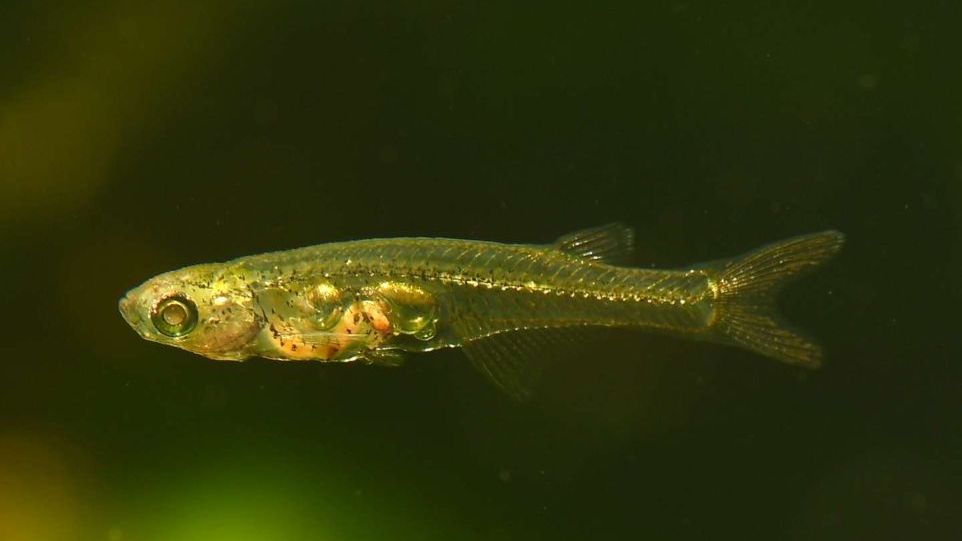Green fish