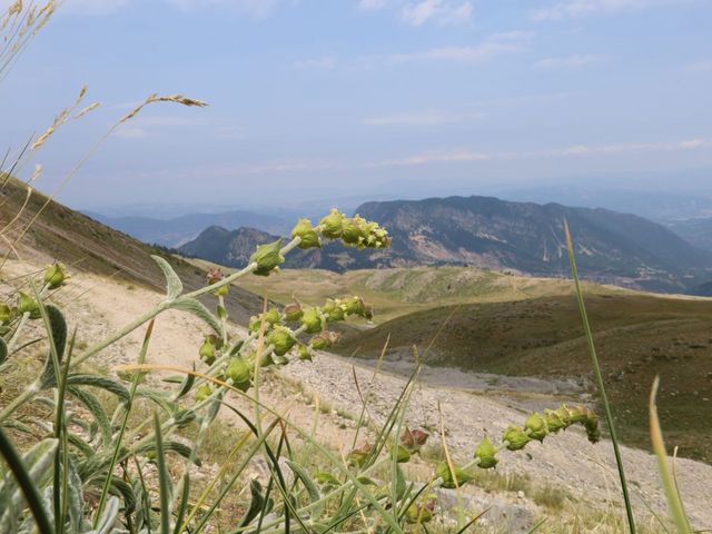 Sträucher vor einer Berglandschaft
