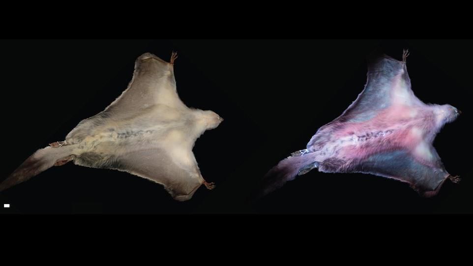 Flying squirrels without and with ultraviolet irradiation