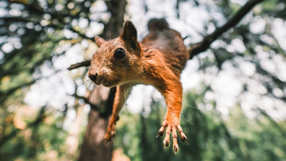 Ein springendes Eichhörnchen