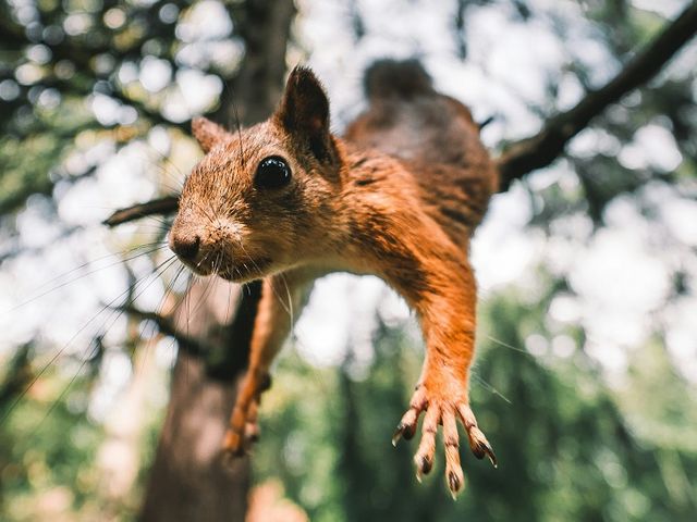 Ein springendes Eichhörnchen