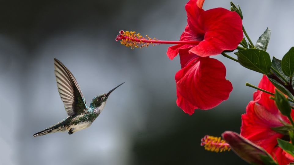 Kolibri im Schwirrflug vor einer Blüte Kolibri im Schwirrflug vor einer Blüte