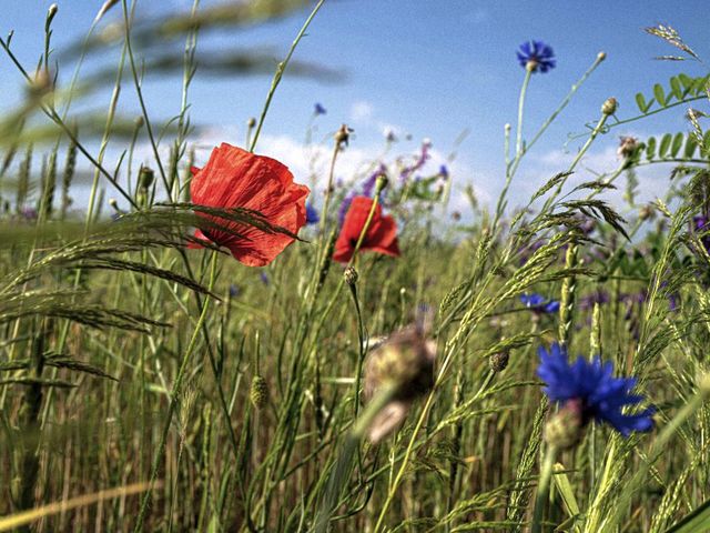Cornflowers and poppies in a meadow