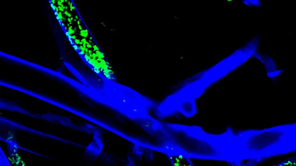 Fluoreszenzbild mit M. rhizoxinica-Bakterien (grün), die in Teilen einer Pilzhyphe (blau) eingeschlossen sind. Grün und blau fluoriszierende Bakterien und Pilzfäden auf schwarzem Hintergrund.