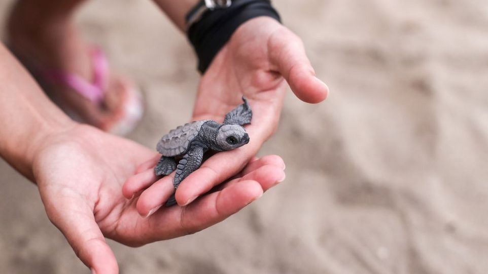 Baby-Schildkröte auf einer Hand
