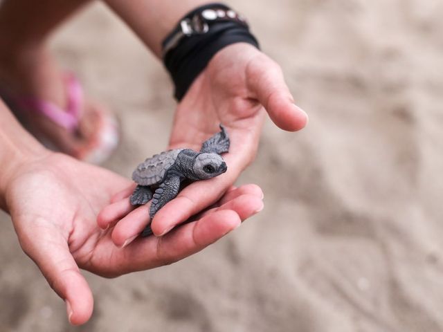 Baby-Schildkröte auf einer Hand